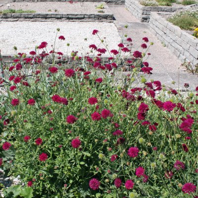 Knautia macedonica, Grekisk Vädd