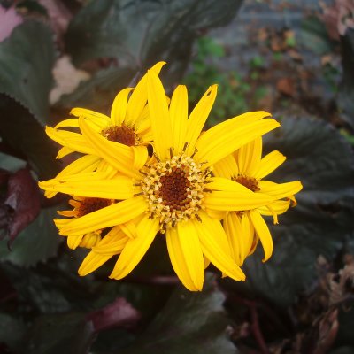Ligularia dentata Britt-Marie Crawford ®, Klippstånds