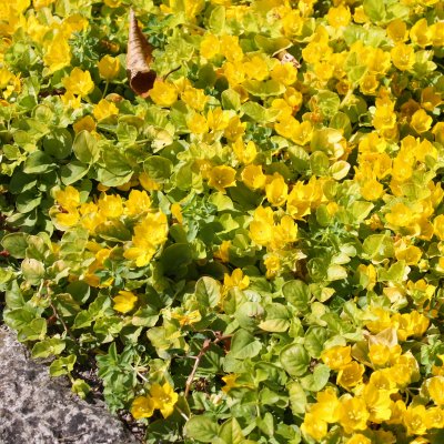 Lysimachia nummularia Aurea, Guldpenningblad, P9cm