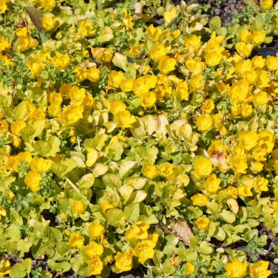 Lysimachia nummularia Aurea, Guldpenningblad, P9cm