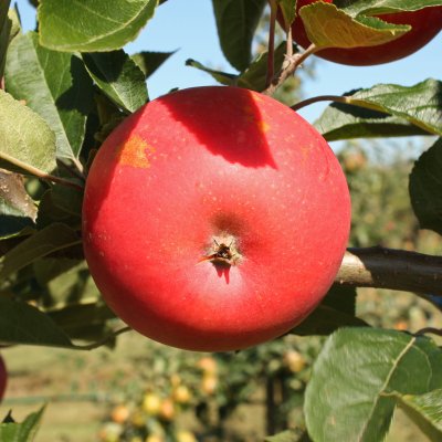 Malus domestica Discovery E