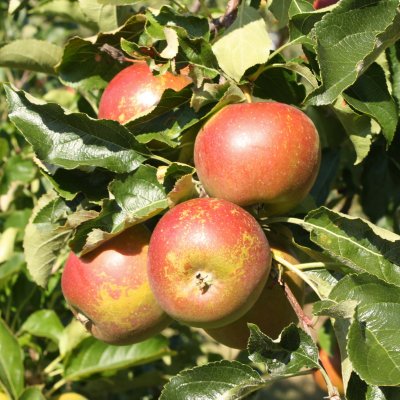 Vinteräpple, Elise, stam MM111 2 års co