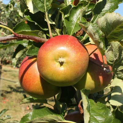 Vinteräpple, Elise, stam MM111 2 års co