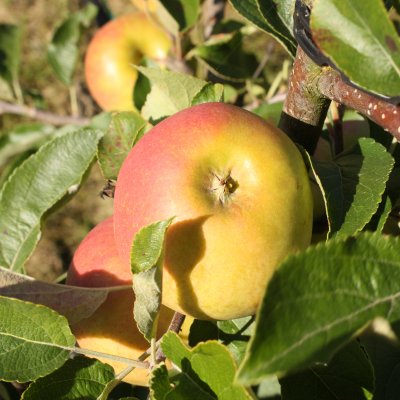 Vinteräpple, Elstar, stam MM111 2 års co