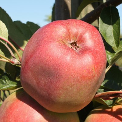 Vinteräpple, Gloster, stam MM111 2 års co