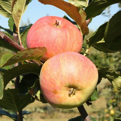 Sommaräpple, Hampus, stam A2 2 års co