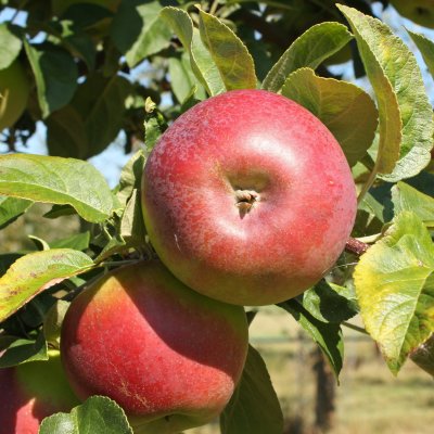 Höstäpple, Lobo, stam A2 C10