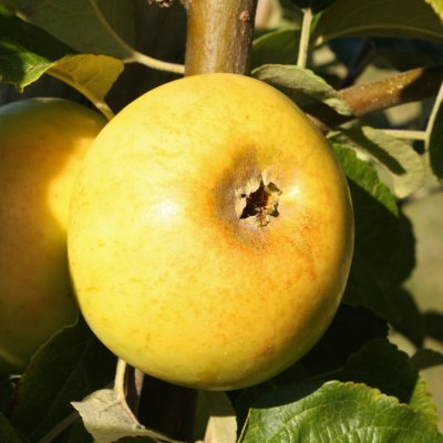 Höstäpple, Oranie E, Dalslands Landskapsäpple, stam A2 C10