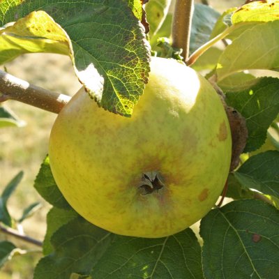 Höstäpple, Oranie E, Dalslands Landskapsäpple, stam A2 C10