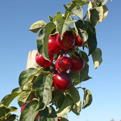 Malus Rescue
