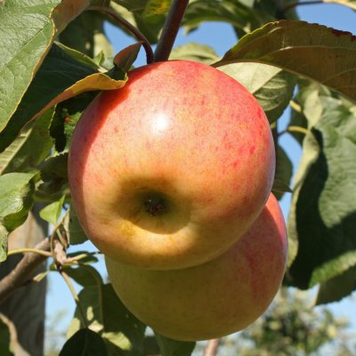 Höstäpple, Särsö, stam A2 2 års co