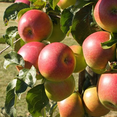 Vinteräpple, Wealthy, stam A2 2 års co