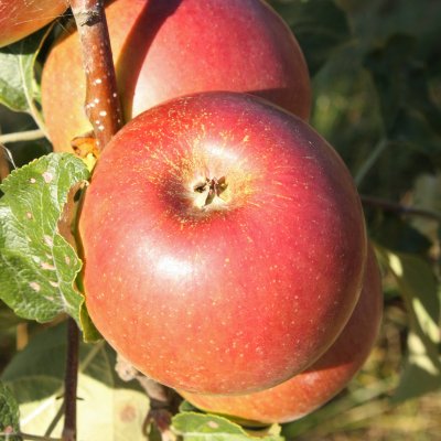 Vinteräpple, Wealthy, stam A2 2 års co
