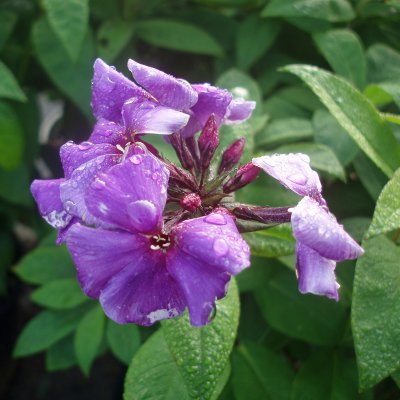 Phlox paniculata The King, Höstflox