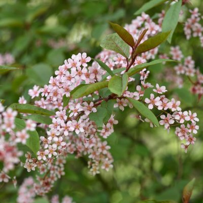 Prunus padus Colorata