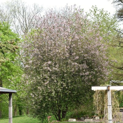 Prunus padus Colorata