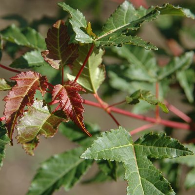 Acer tataricum ssp. ginnala fk Uppsala E, Ginnalalönn