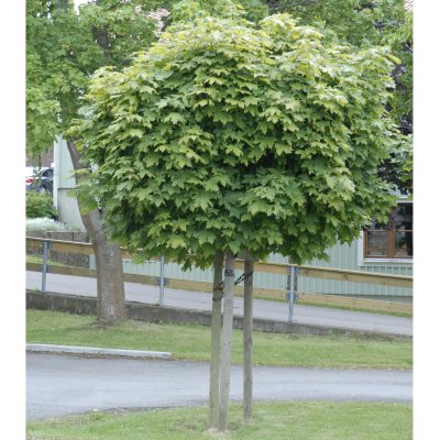 Acer platanoides Globosum, Klotlönn