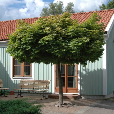 Acer platanoides Globosum, Klotlönn