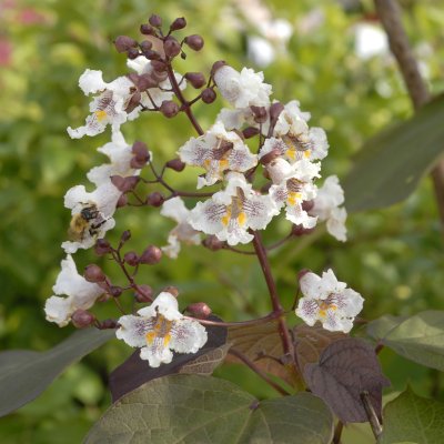 Catalpa bignonioides