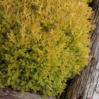 Thuja occidentalis Rheingold
