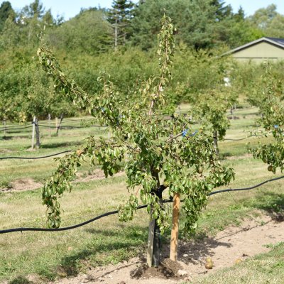 Päron, Moltke, stam P. com 2-års