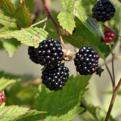Rubus fruticosus Loch Ness