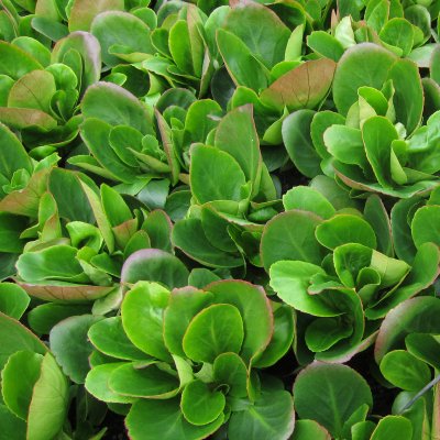 Bergenia hybr. Baby Doll, Trädgårdsbergenia, P9cm