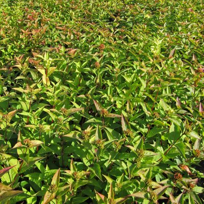 Diervilla lonicera Dilon