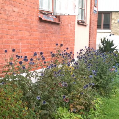 Echinops bannaticus