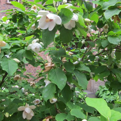 Magnolia sieboldii, Buskmagnolia