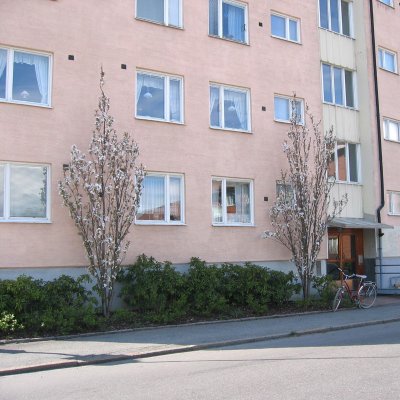 Prunus serrulata Amanogawa, Pelarkörsbär, 60-100 C6