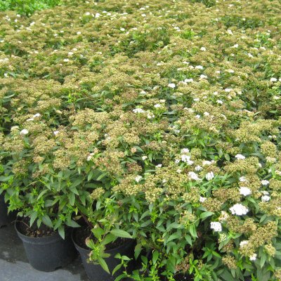Spiraea japonica Albiflora, Höstspirea