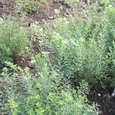 Spiraea x cinerea, Hybridspirea