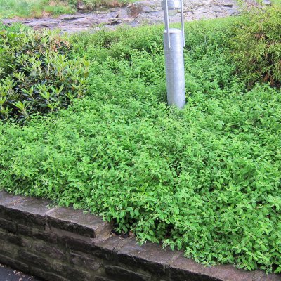 Spiraea decumbens, Krypspirea