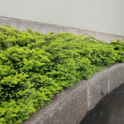 Taxus baccata Summergold, Krypidegran