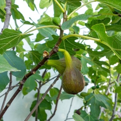 Ficus carica Brown Turkey, Fikon / Adriafikon