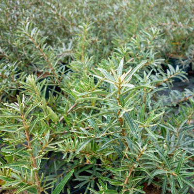 Hippophae rhamnoides Hillevi ®, Havtorn, busk C3,5