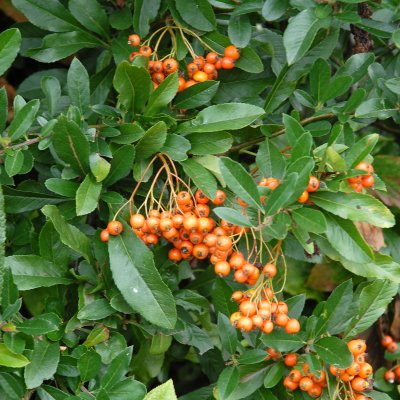 Pyracantha coccinea Golden Charmer