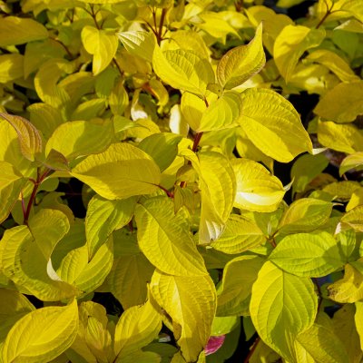 Cornus alba Neon Burst ® (Byboughen), Rysk Kornell, busk C3,5
