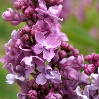Syringa vulgaris Toddylunden (Mårbacka)
