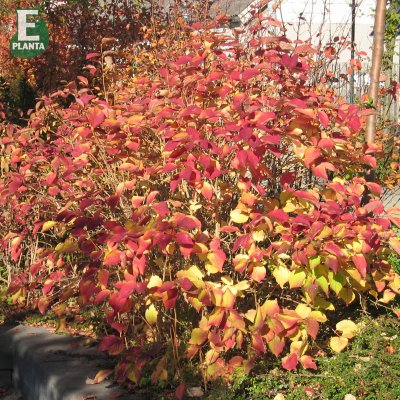 Forsythia mandshurica E, Manchurisk Forsythia, busk C3,5