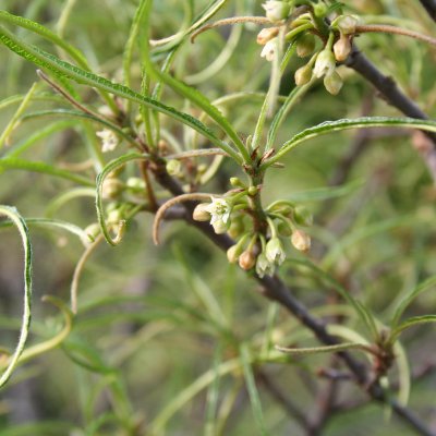 Frangula alnus Asplenifolia, Brakved