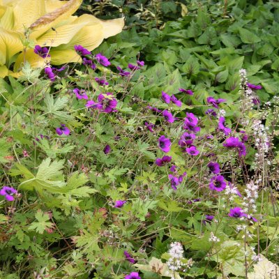 Geranium hybr. Ann Folkard, Trädgårdsnäva, P9cm