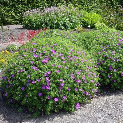 Geranium sanguineum Nanum