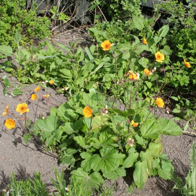 Geum hybr. Carlskaer