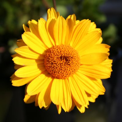 Heliopsis helianthoides Venus