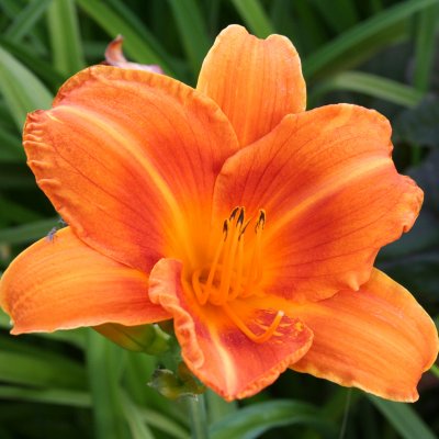 Hemerocallis hybr. Rocket City