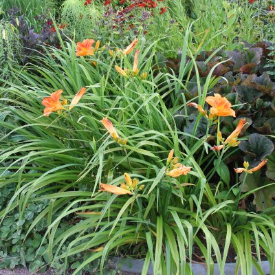 Hemerocallis hybr. Rocket City