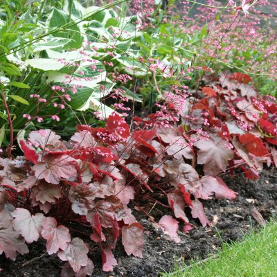 Heuchera hybr. Rachel
